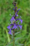 Lobelia sessilifolia