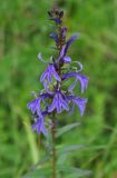 Lobelia sessilifolia