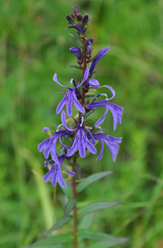 Image of Lobelia sessilifolia specimen.