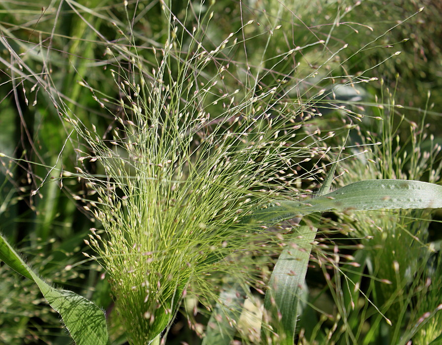 Изображение особи Panicum virgatum.