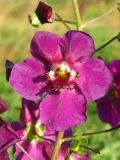 Verbascum phoeniceum. Цветок. Украина, г. Запорожье, о-в Хортица. 10.11.2012.