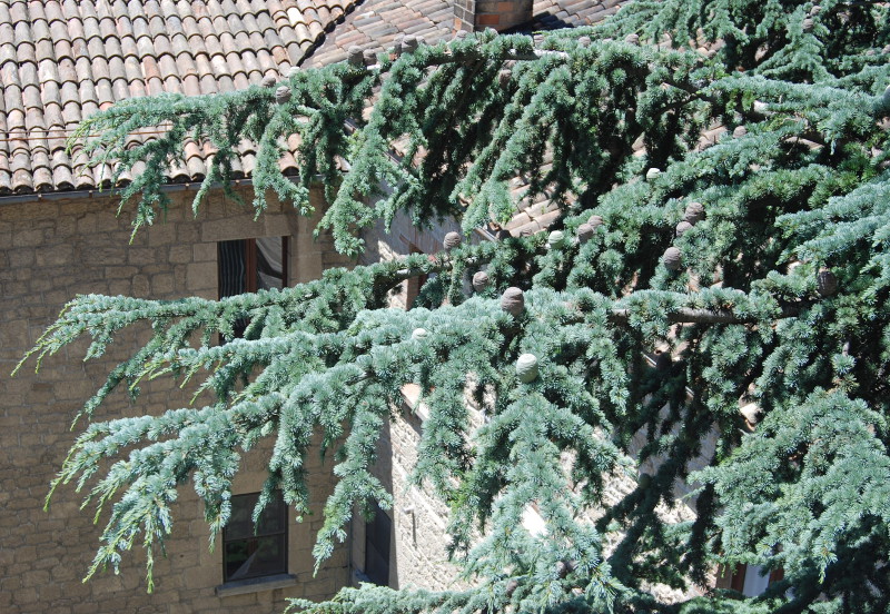 Image of Cedrus libani specimen.