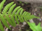 Athyrium monomachii. Верхушка вайи. Владивосток, Академгородок. 15 сентября 2012 г.