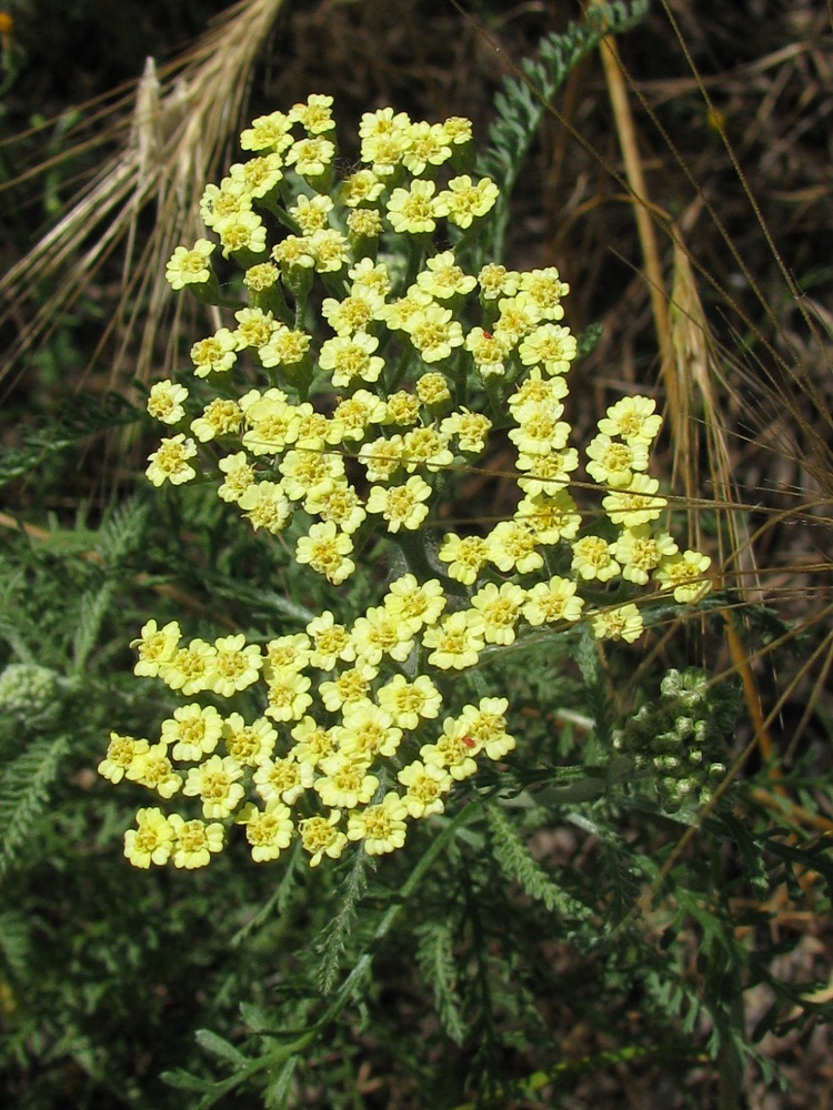 Image of Achillea &times; submicrantha specimen.