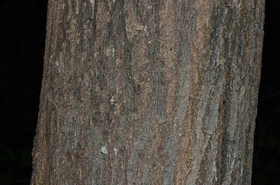 Изображение особи Tabebuia impetiginosa.