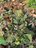 Arctium leiospermum