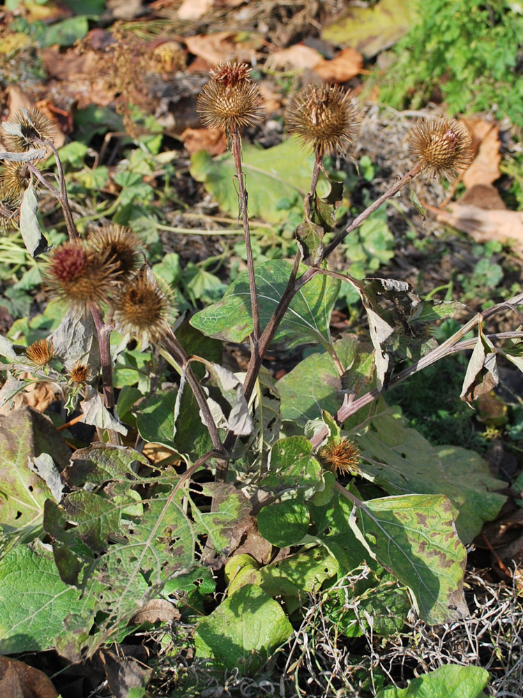 Изображение особи Arctium leiospermum.