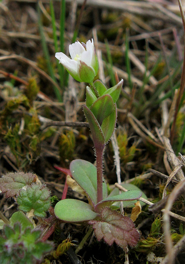 Image of Holosteum umbellatum specimen.