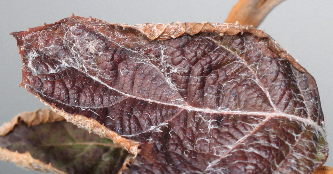 Image of Hydrangea quercifolia individual.