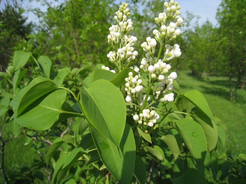 Image of Syringa vulgaris specimen.