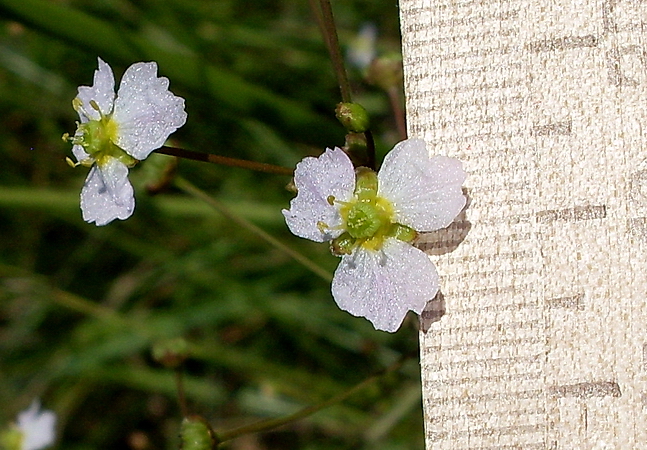 Изображение особи Alisma lanceolatum.