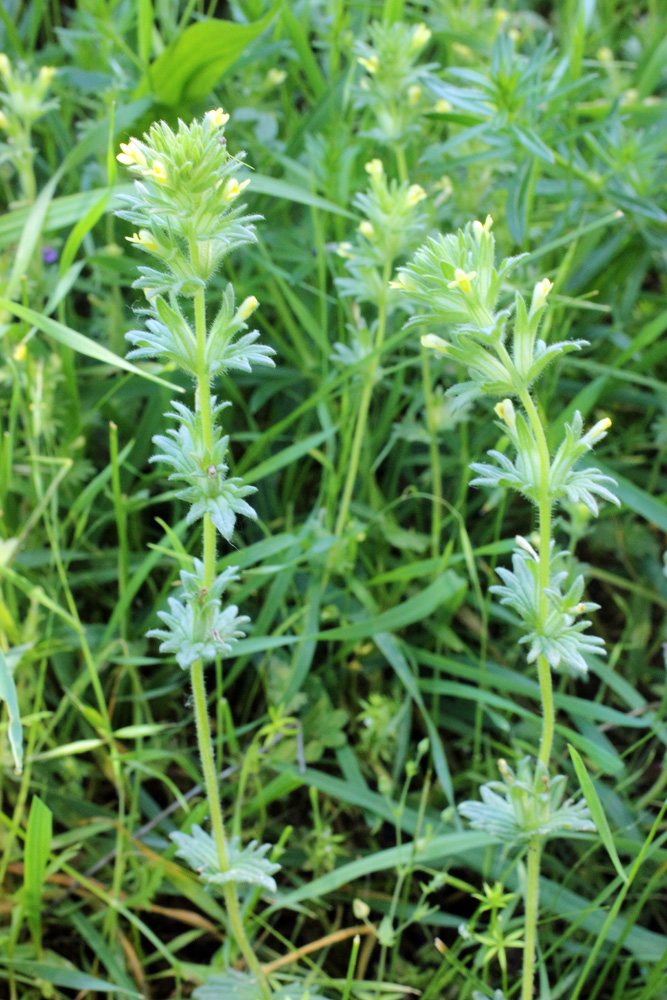 Image of Parentucellia flaviflora specimen.