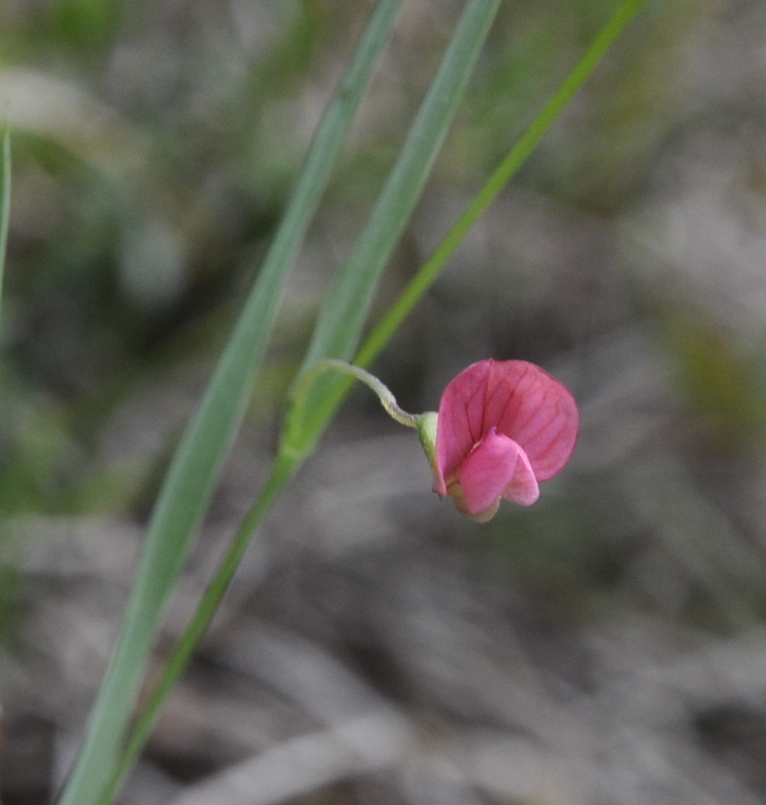 Изображение особи Lathyrus nissolia.