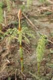 Equisetum sylvaticum