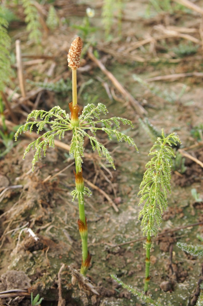 Image of Equisetum sylvaticum specimen.