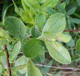 Salix aurita. Побег. Московская обл., Лотошинский р-н, окр. дер. Савостино. 23.05.2013.