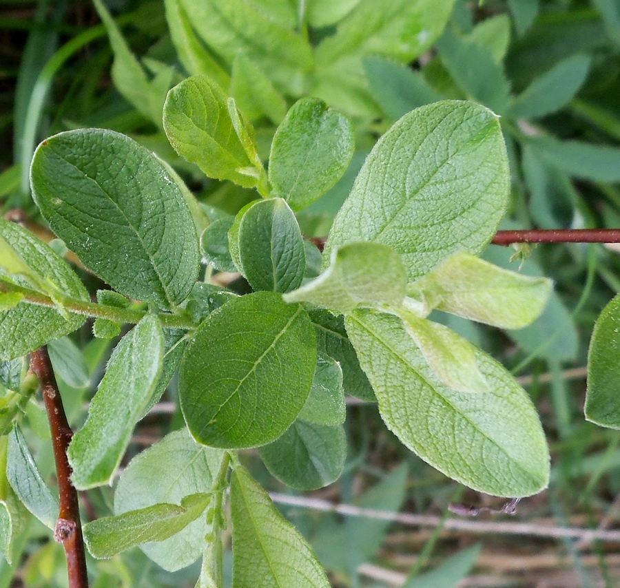 Изображение особи Salix aurita.