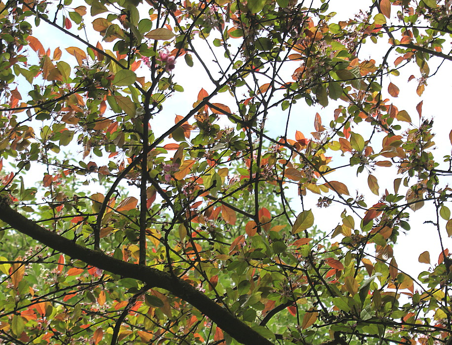 Изображение особи Malus × purpurea.