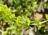 genus Cruciata. Верхушка побега с соцветиями. Армения, Вайоц Дзор, окр. монастыря Спитакавор, каменистый склон. 02.05.2013.