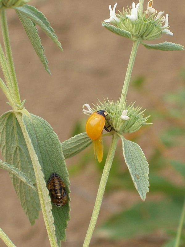 Image of Marrubium praecox specimen.