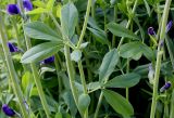 Baptisia australis