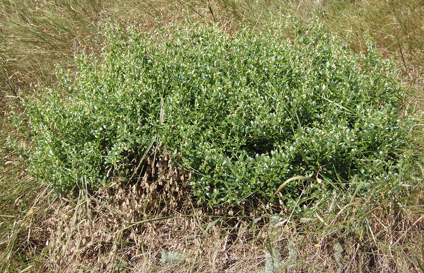 Image of Zygophyllum fabago specimen.