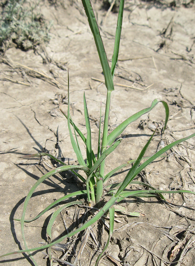 Image of Bothriochloa ischaemum specimen.