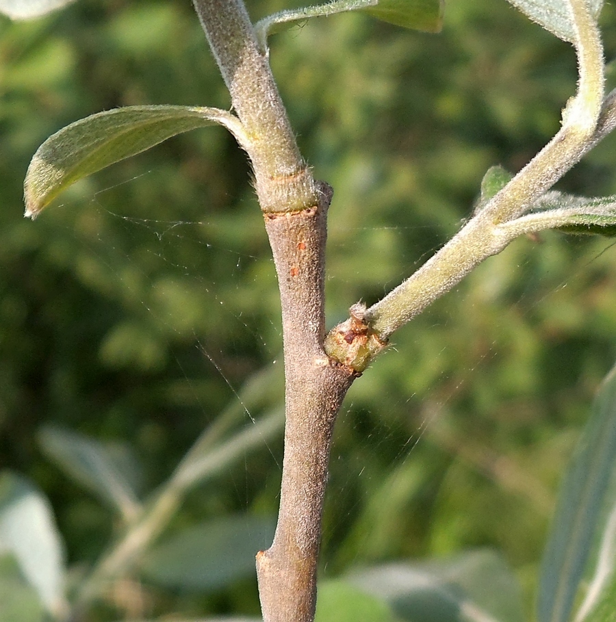 Image of Salix cinerea specimen.