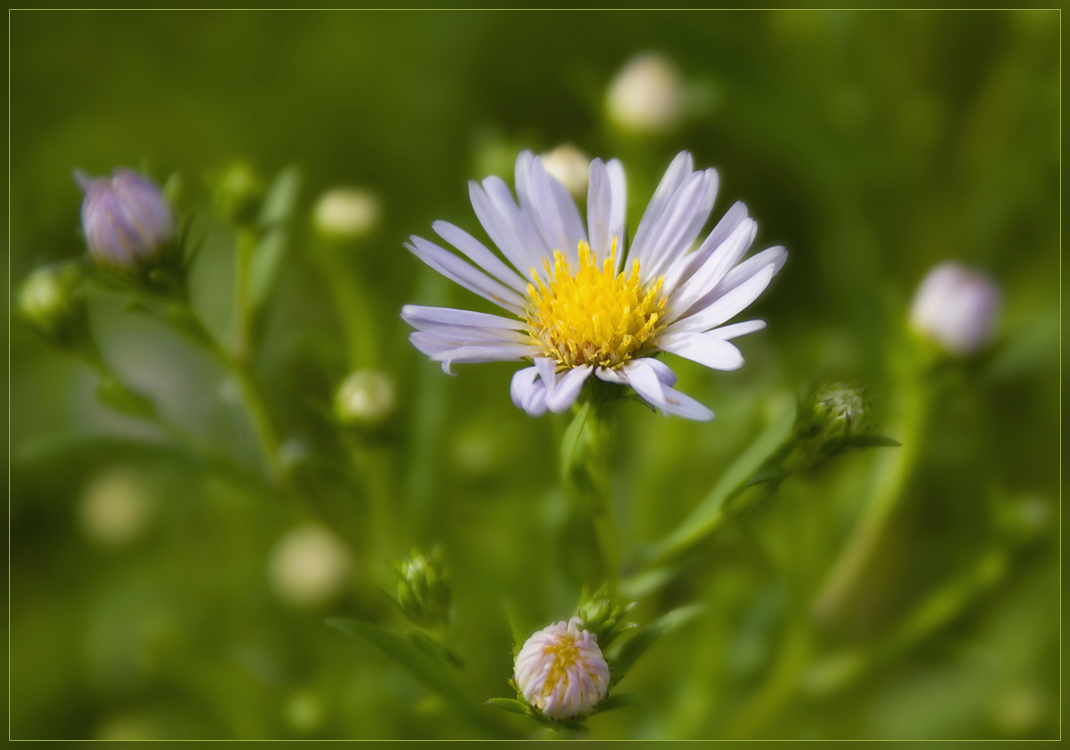 Изображение особи Symphyotrichum &times; versicolor.