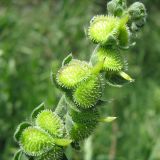 Cynoglossum officinale