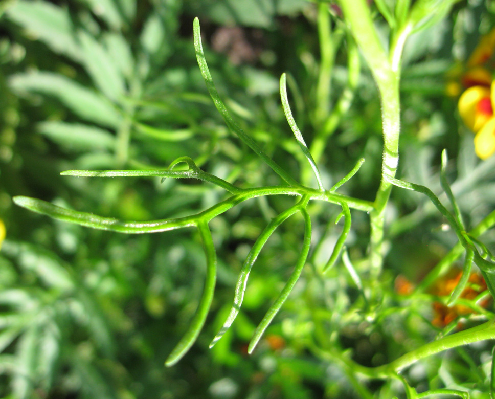 Image of Brachyscome multifida specimen.