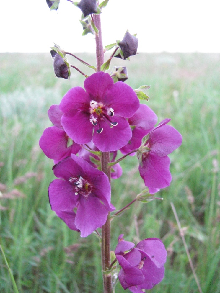 Изображение особи Verbascum phoeniceum.