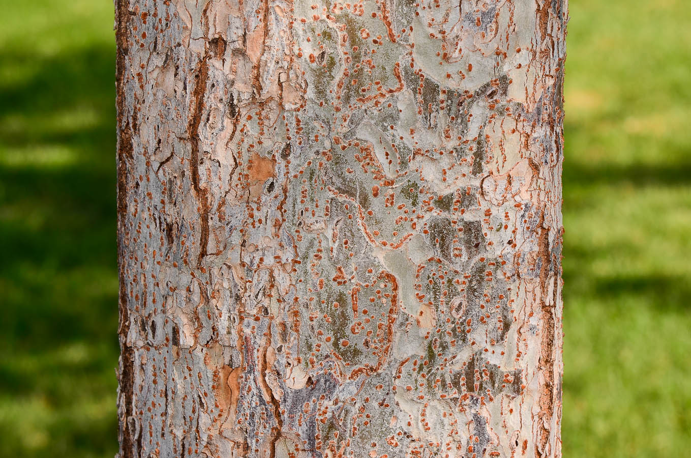 Image of Ulmus parvifolia specimen.