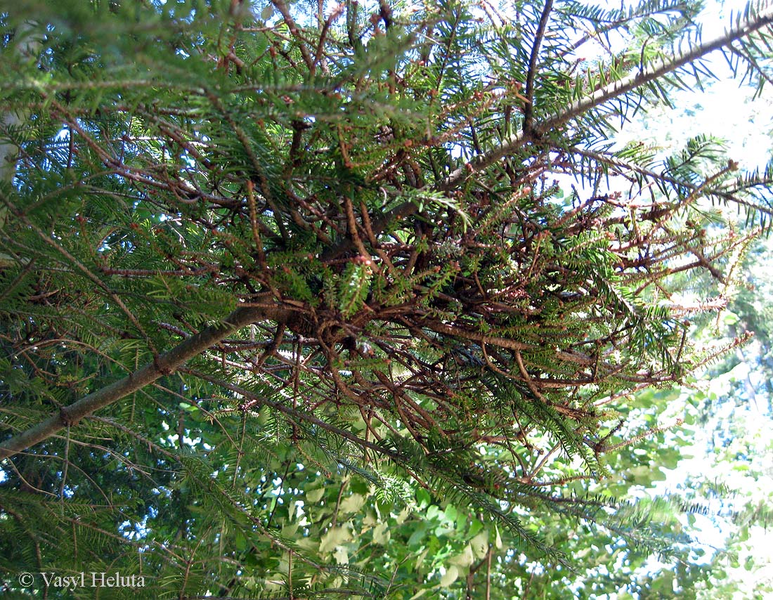 Image of Abies alba specimen.