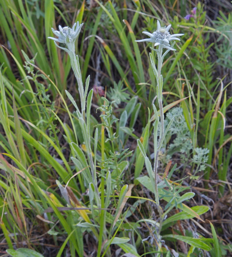 Image of Leontopodium fedtschenkoanum specimen.