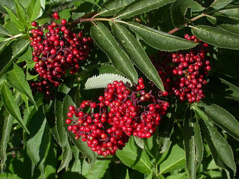 Image of Sambucus racemosa specimen.