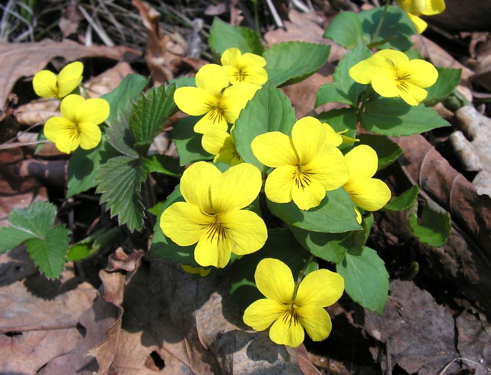 Image of Viola xanthopetala specimen.