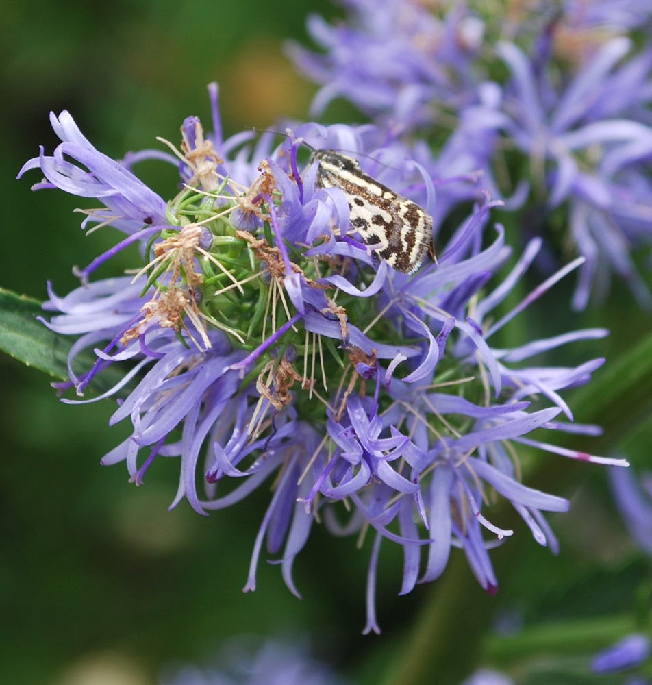 Image of Asyneuma argutum specimen.