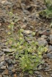 Artemisia sieversiana