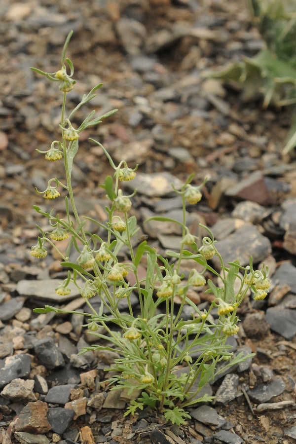 Image of Artemisia sieversiana specimen.