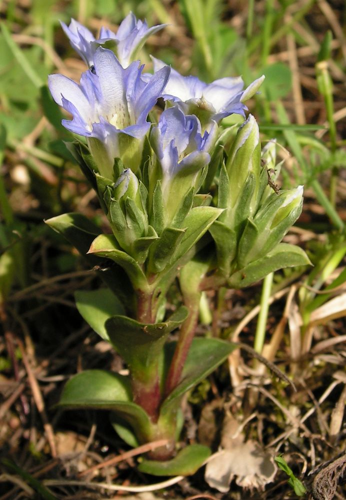 Изображение особи Gentiana zollingeri.