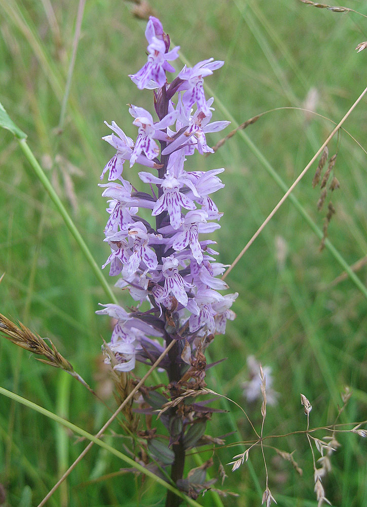 Изображение особи Dactylorhiza fuchsii.