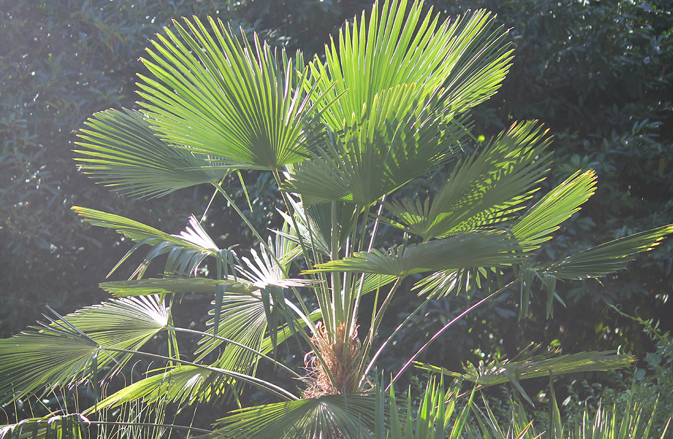 Image of Trachycarpus fortunei specimen.