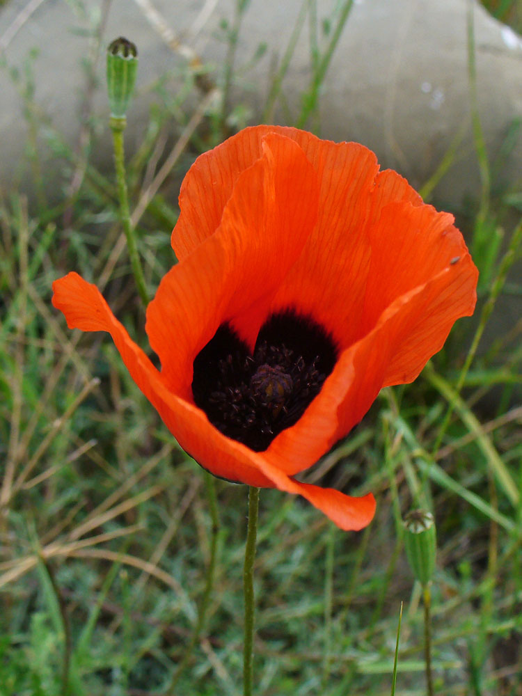 Image of Papaver arenarium specimen.