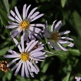 Symphyotrichum × salignum. Соцветия с полностью раскрывшимися трубчатыми цветками (в центре корзинок). Санкт-Петербург, конец июля.
