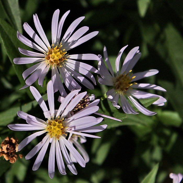 Изображение особи Symphyotrichum &times; salignum.