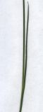 Juncus articulatus