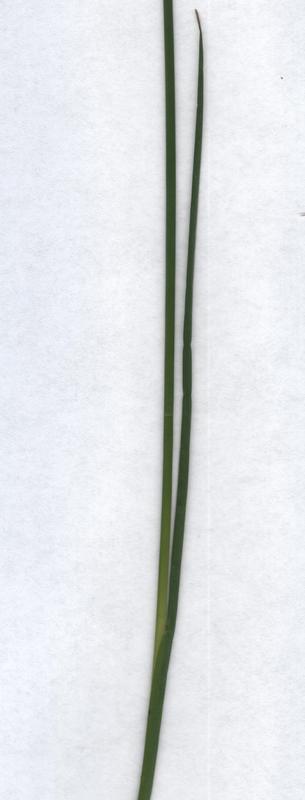 Image of Juncus articulatus specimen.