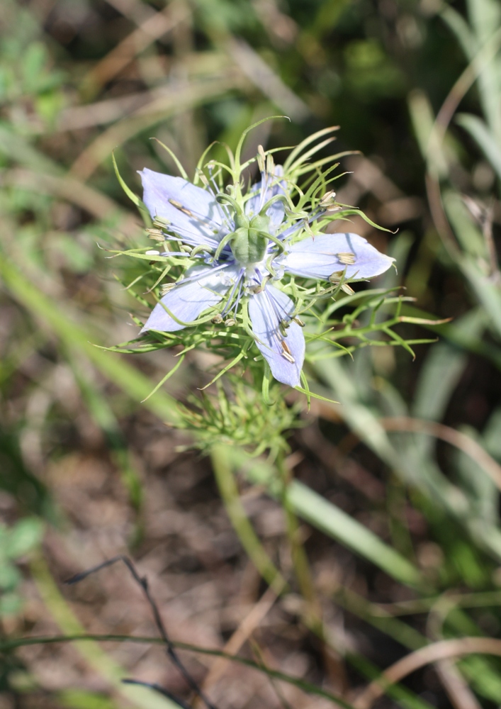 Image of Nigella elata specimen.