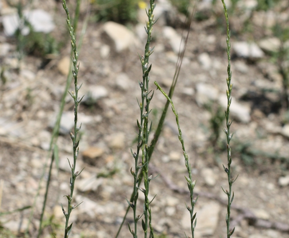 Изображение особи Thymelaea passerina.